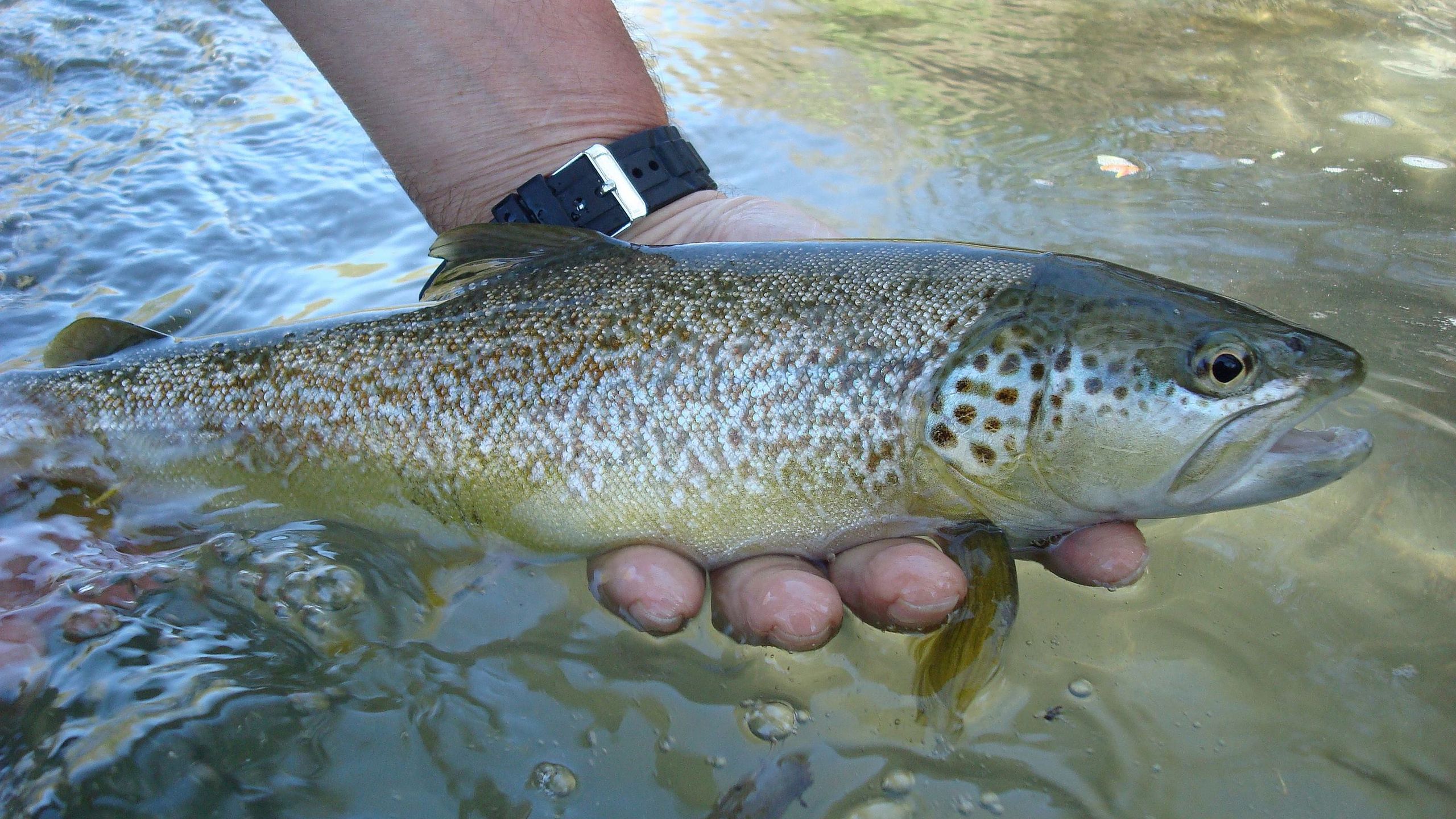 Fliegenfischen im Urlaub im Vinschgau